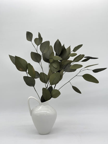 Eukalyptus Stuartiana