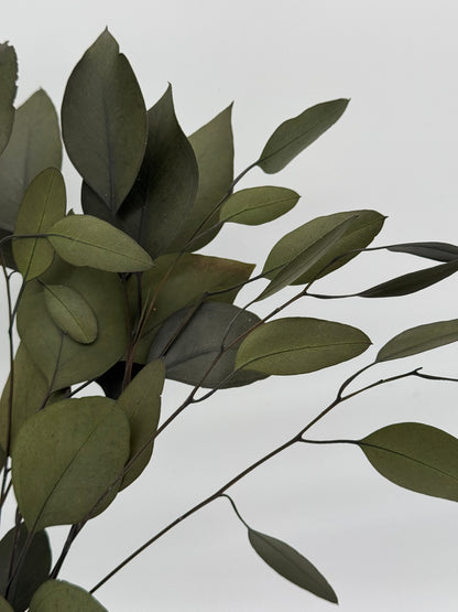 Eukalyptus Stuartiana