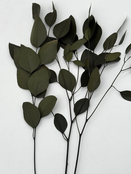 Eukalyptus Stuartiana