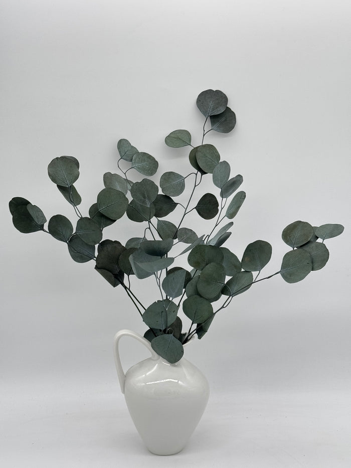 Eukalyptus Populus