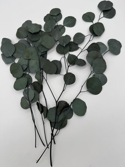Eukalyptus Populus
