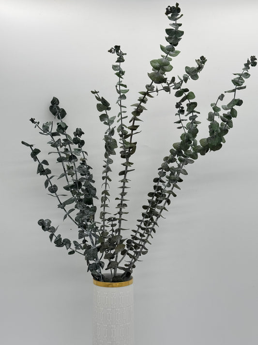 Eukalyptus Baby Blue