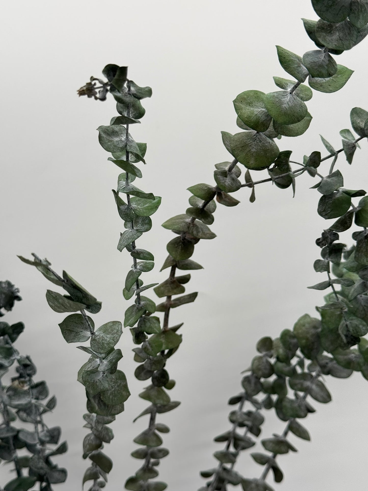 Eukalyptus Baby Blue