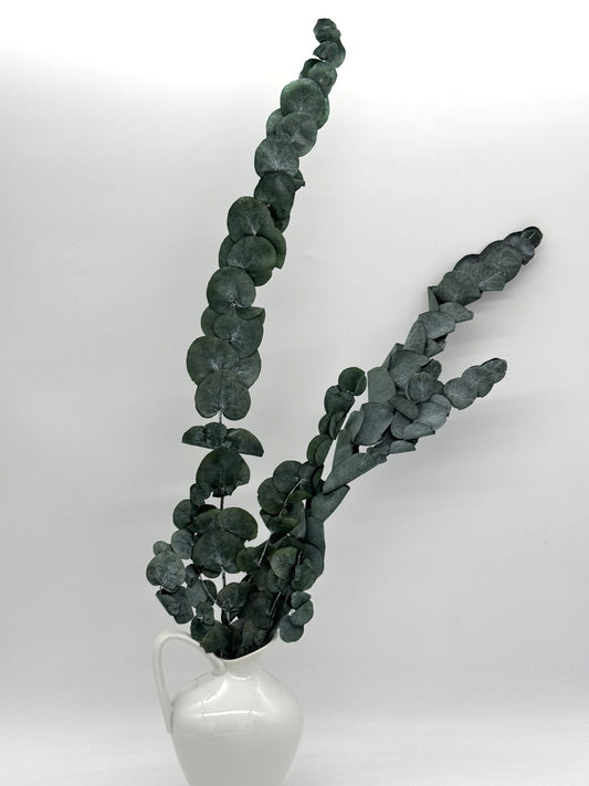 Eukalyptus Cinerea