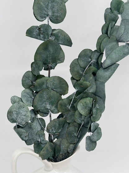 Eukalyptus Cinerea
