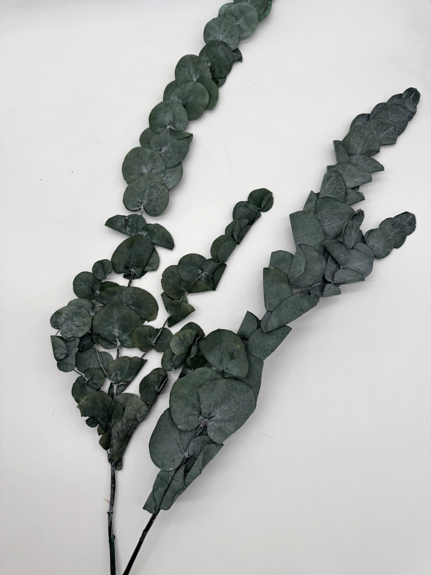 Eukalyptus Cinerea