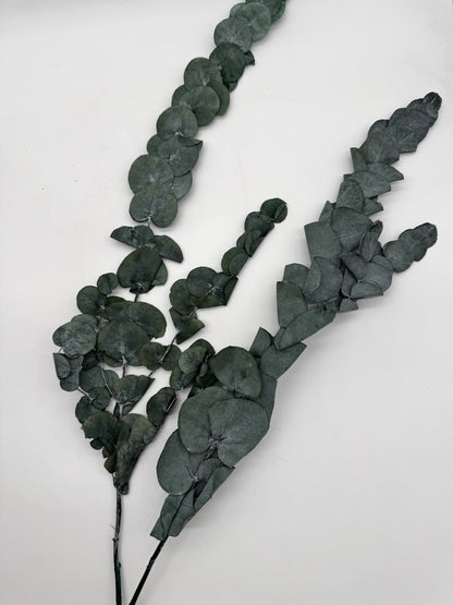 Eukalyptus Cinerea