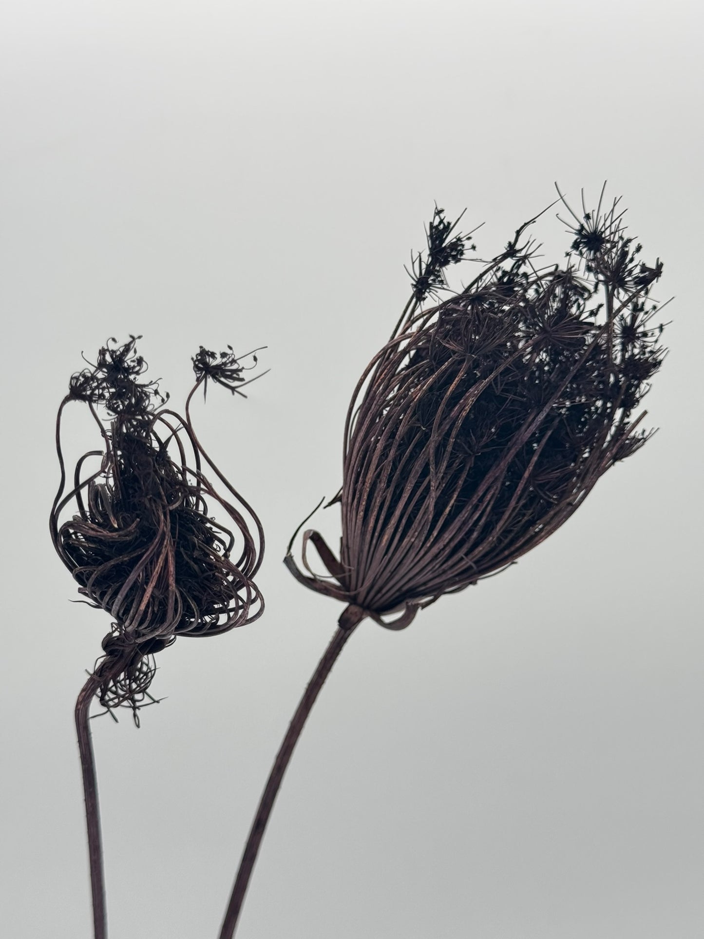 Fenchel dunkelbraun