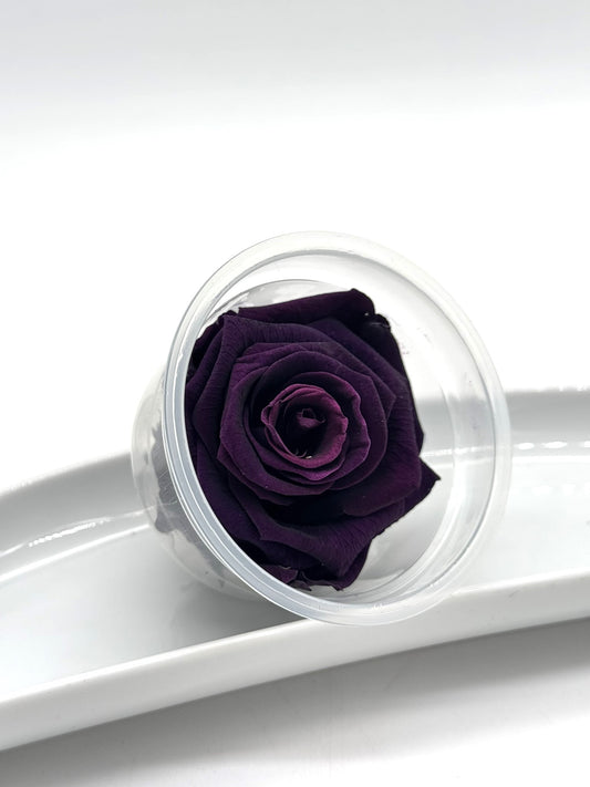 Blüte Infinity Rose dunkellila