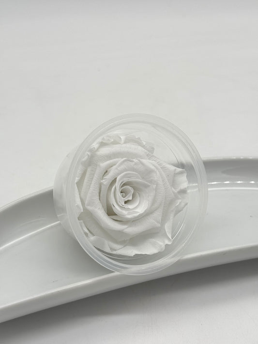 Blüte Infinity Rose weiß