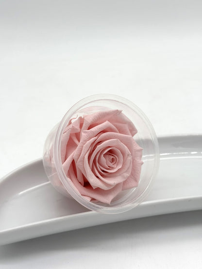 Blüte Infinity Rose rosa