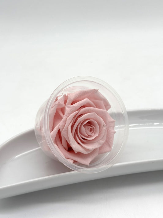 Blüte Infinity Rose rosa