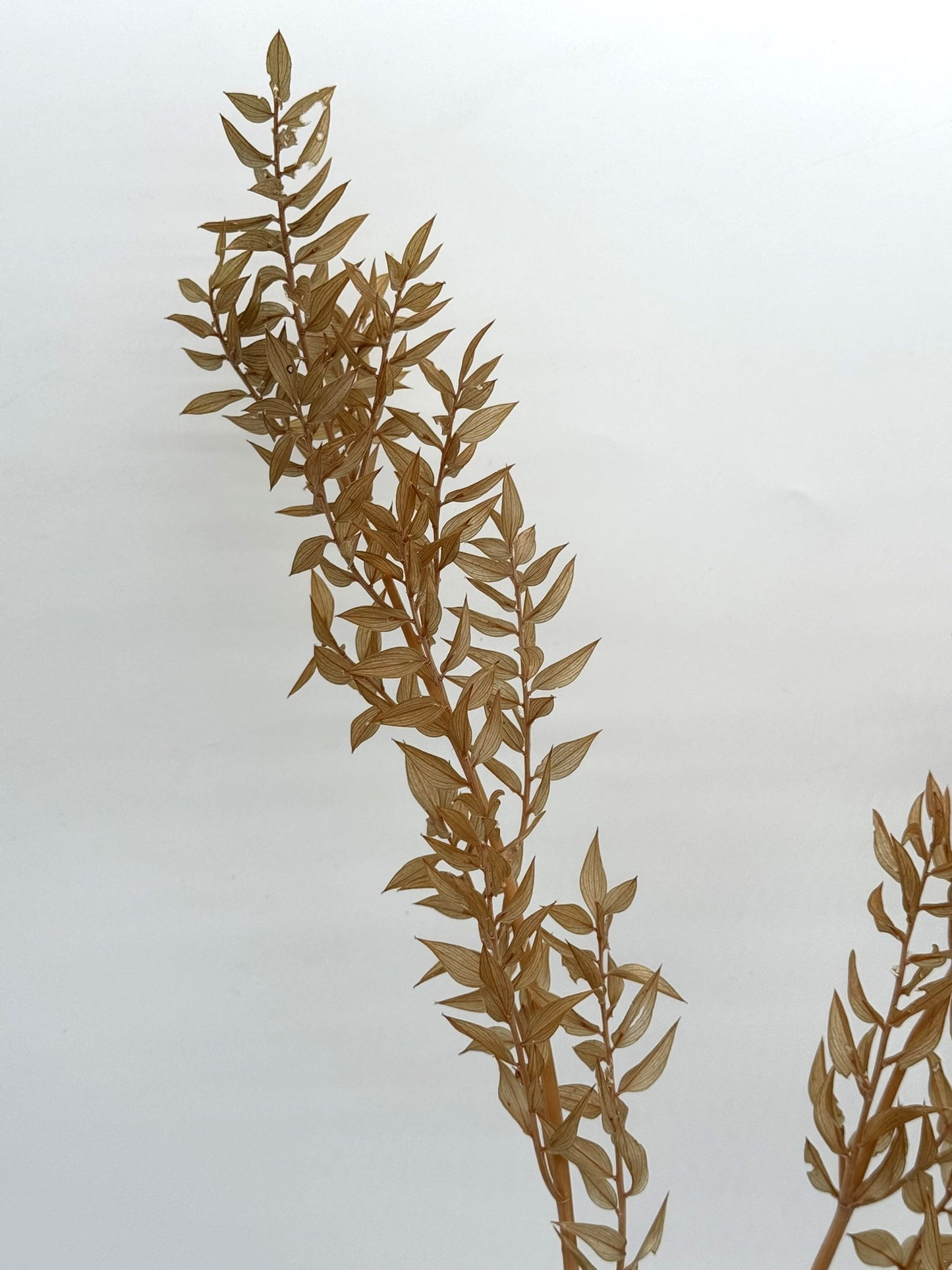 Ruscus hellbraun