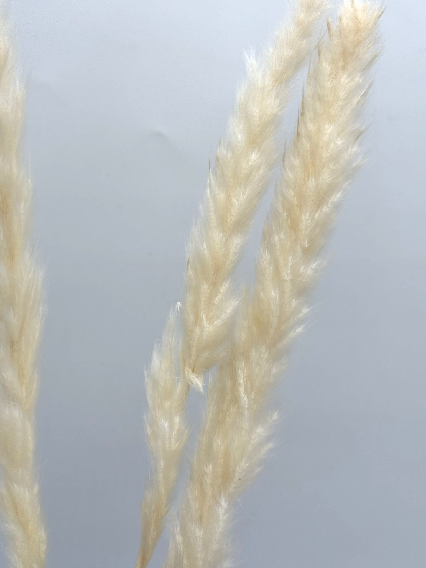 Pampas Stiel klein creme 3 Stück