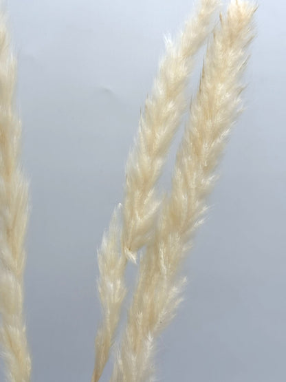 Pampas Stiel klein creme 3 Stück