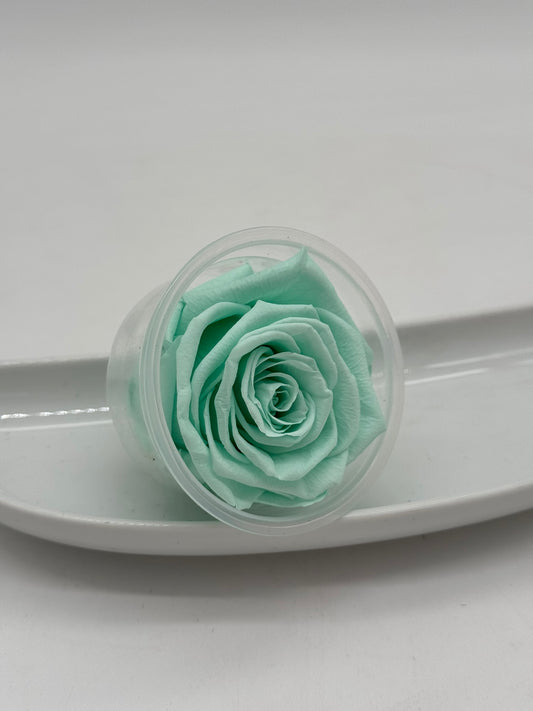 Blüte Infinity Rose mint