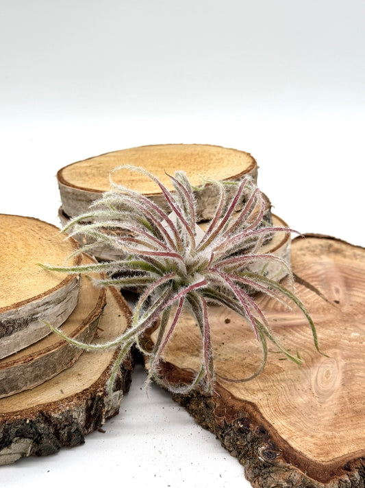 Tillandsia Blüte 15 cm