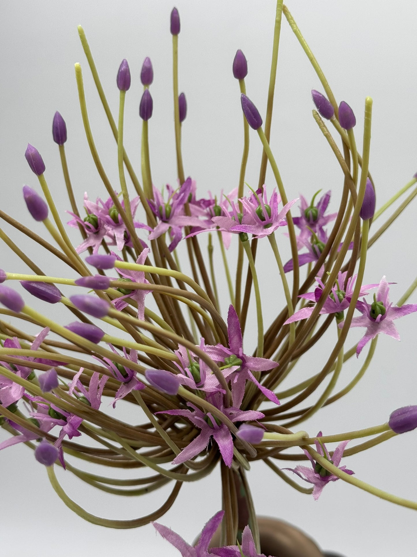 Allium groß lila