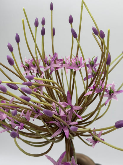 Allium groß lila
