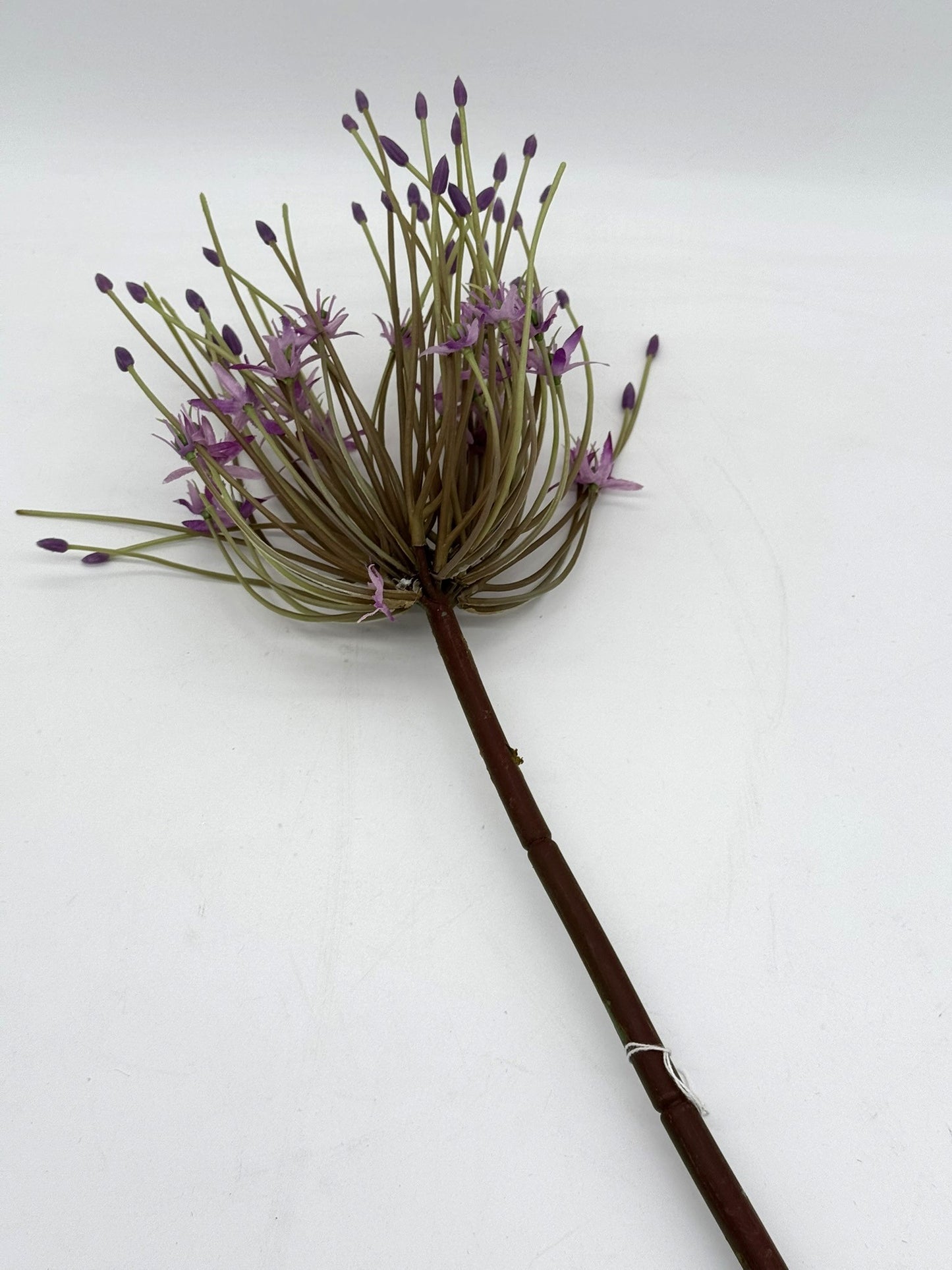Allium groß lila