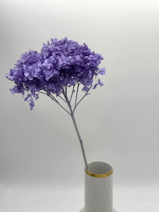 Große Hortensie lila 1 Stück