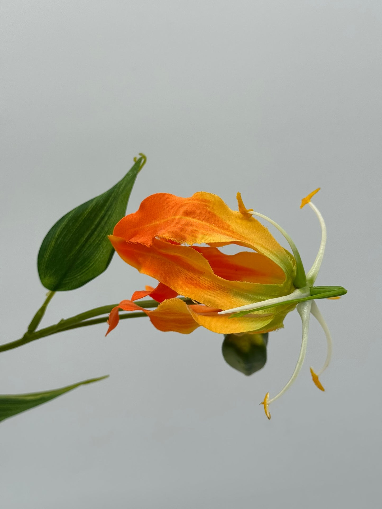 Gloriosa orange 80 cm 1 Stück