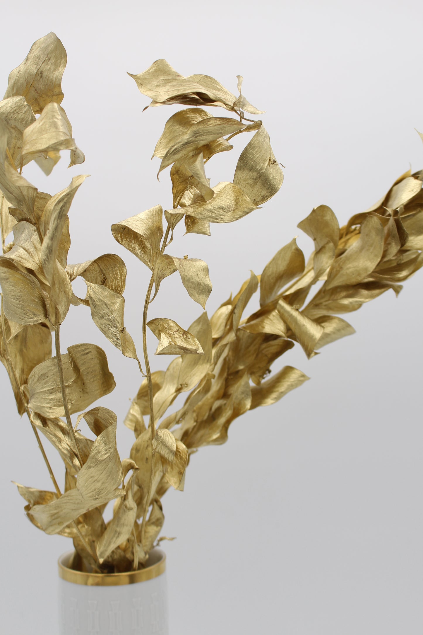 Ruscus großblättrig gold