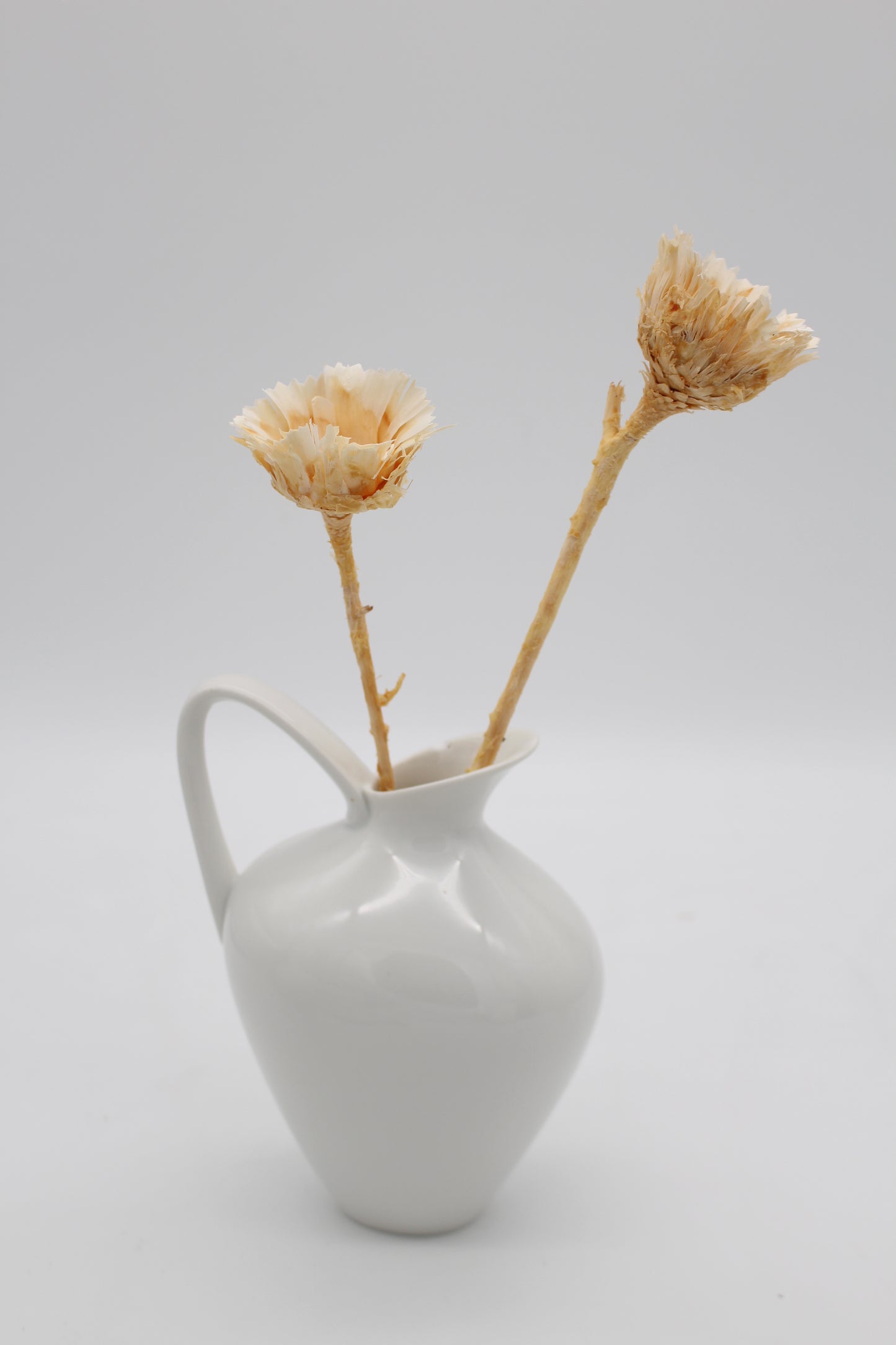 Protea geschnitten klein Natur