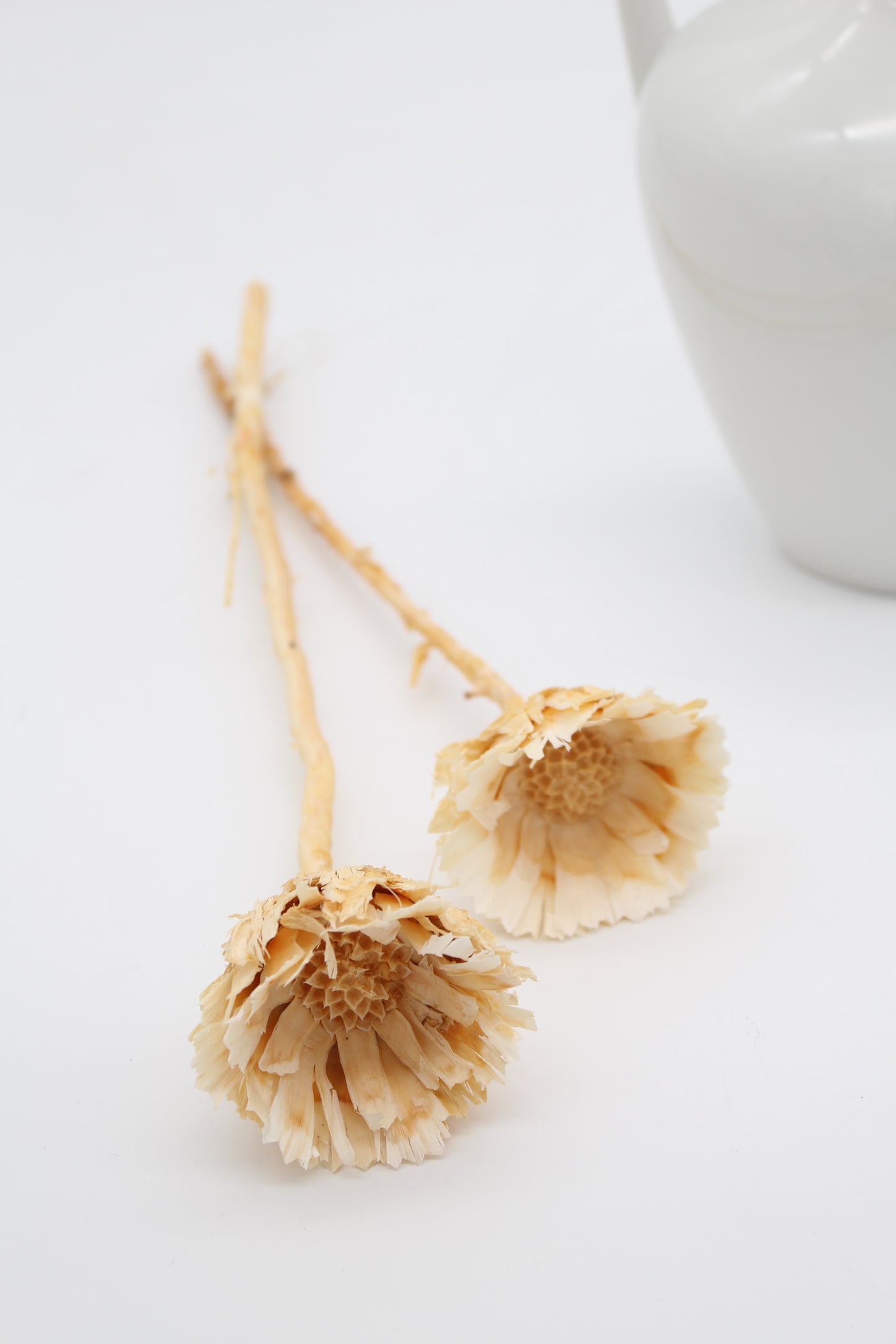 Protea geschnitten klein Natur