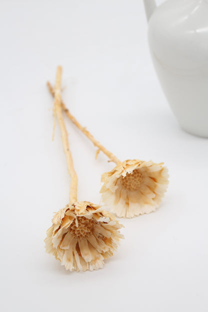 Protea geschnitten klein Natur