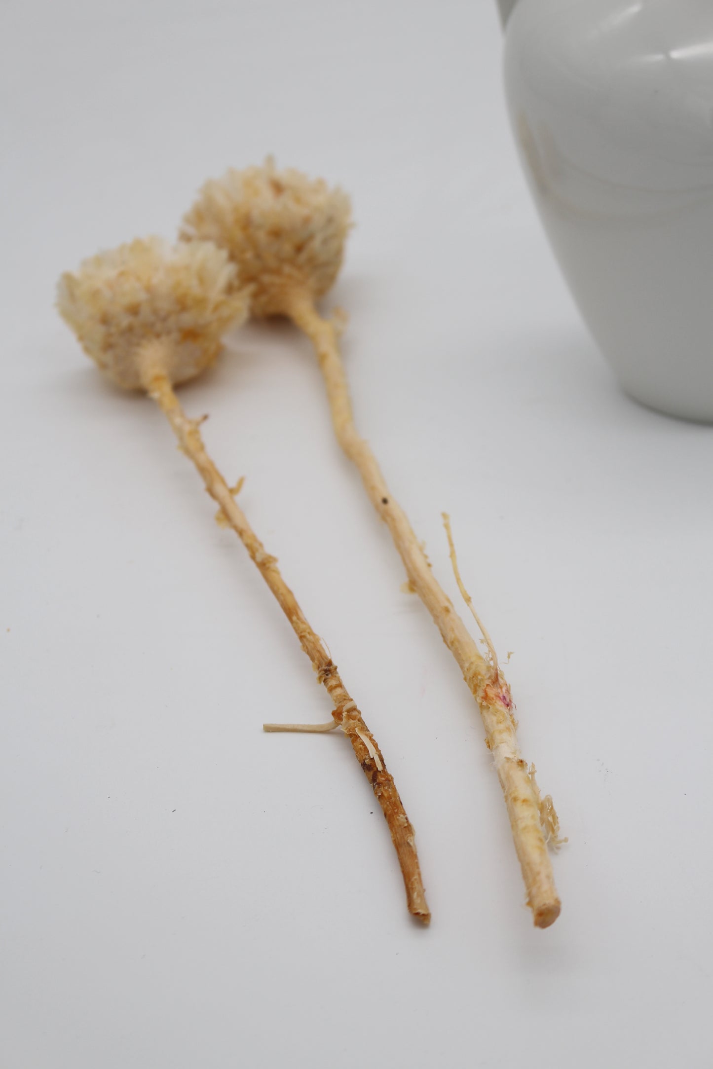 Protea geschnitten klein Natur