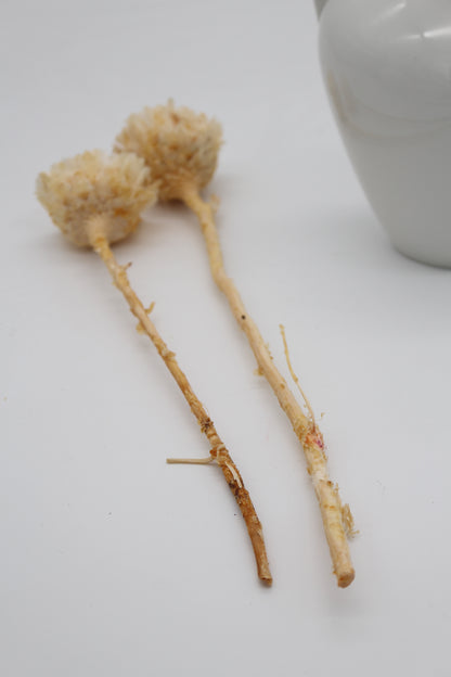 Protea geschnitten klein Natur