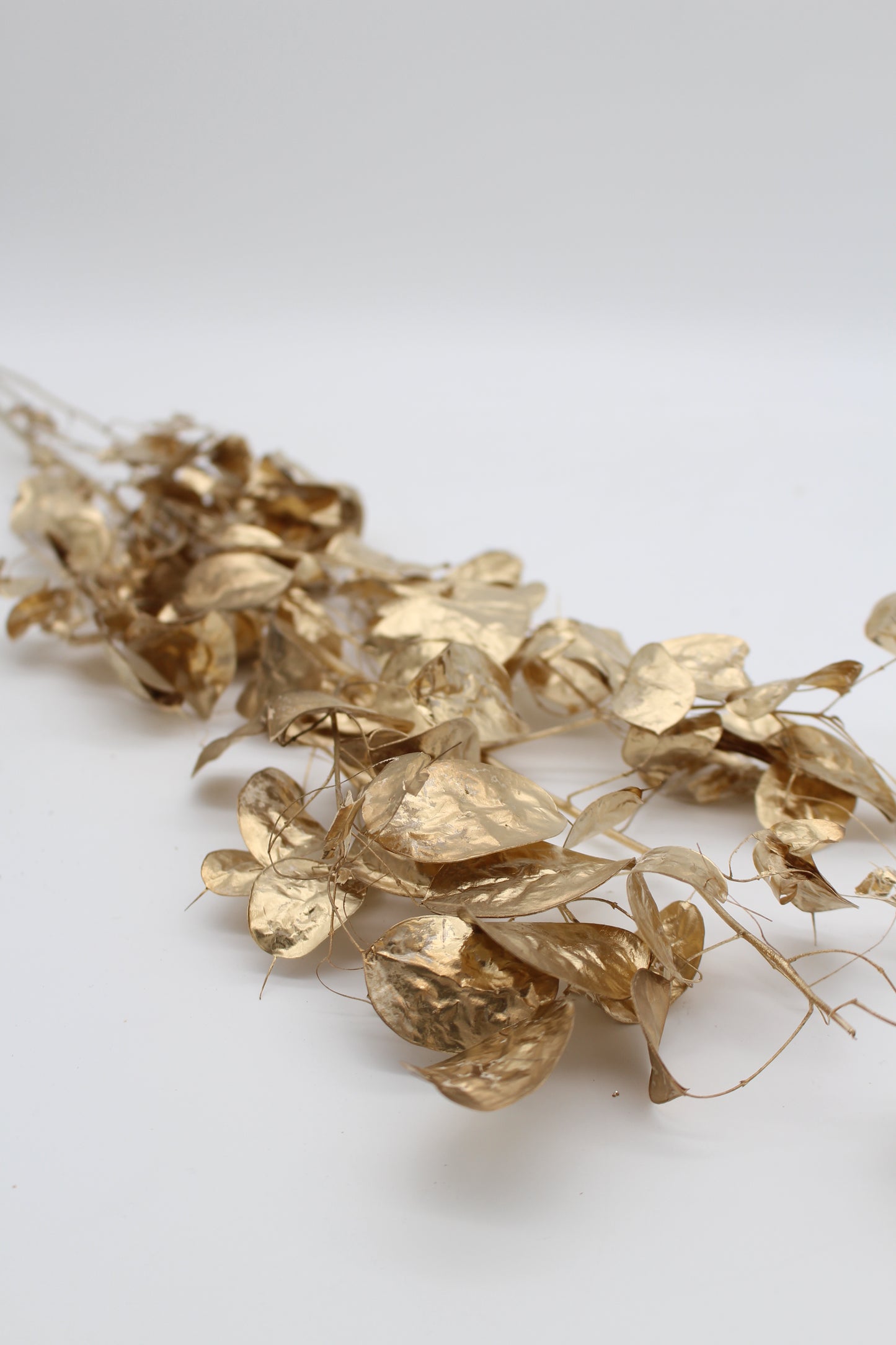 Lunariazweig gold