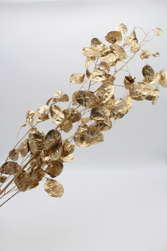 Lunariazweig gold