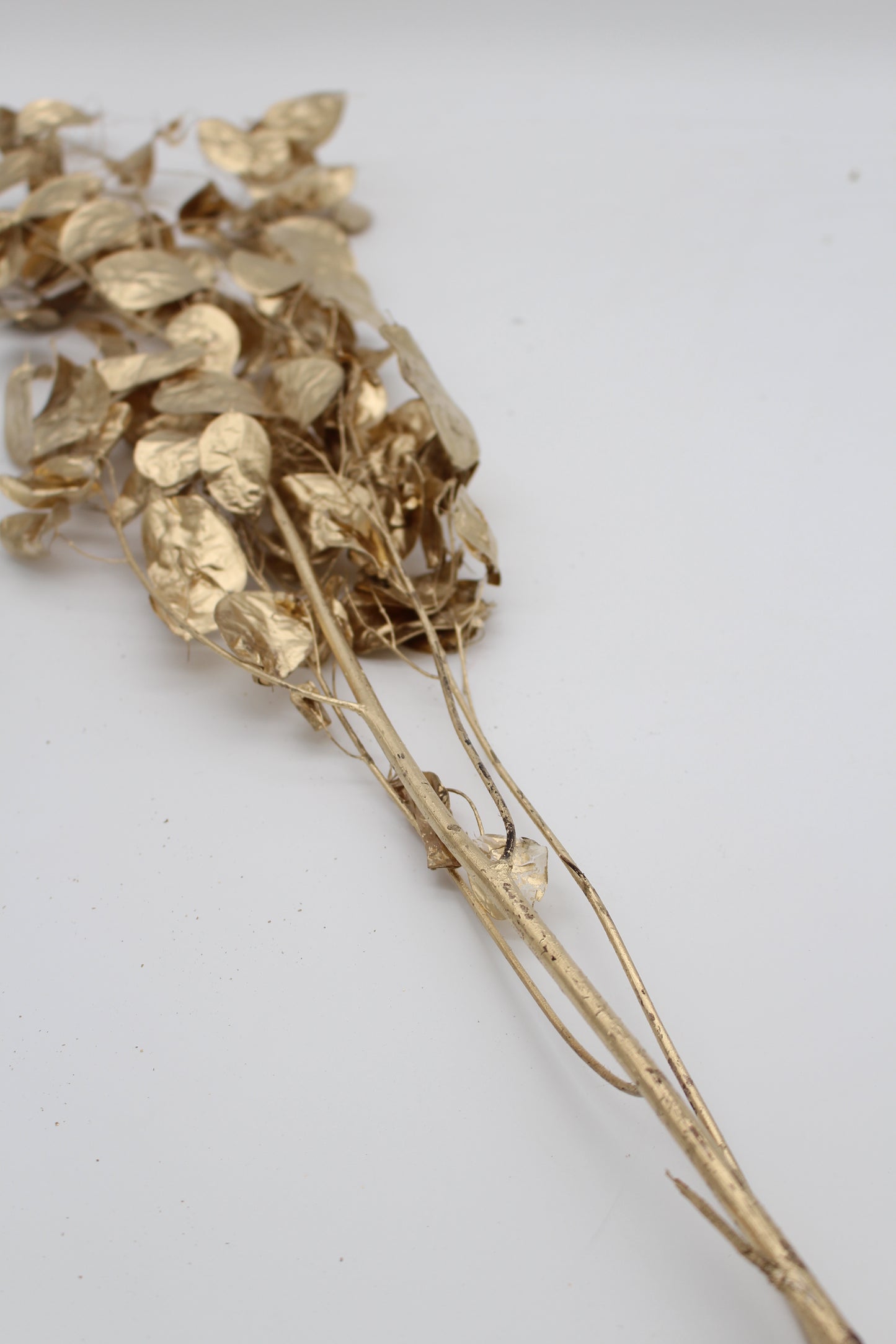 Lunariazweig gold