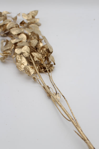 Lunariazweig gold