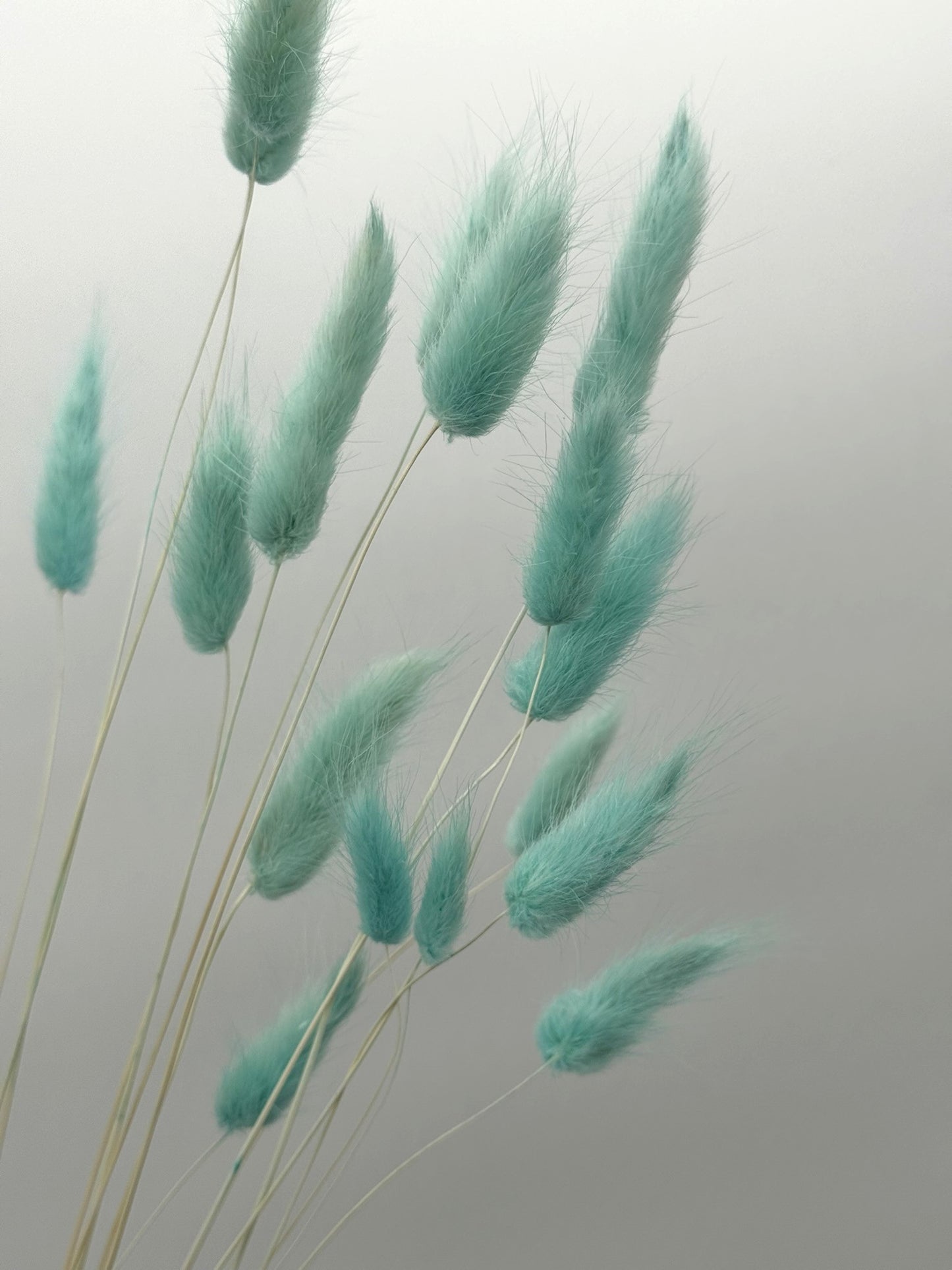Lagurus mint