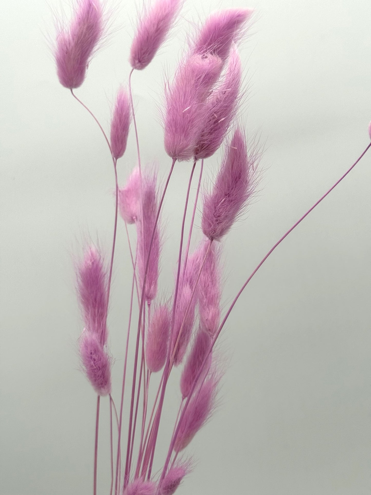 Lagurus pink amethyst