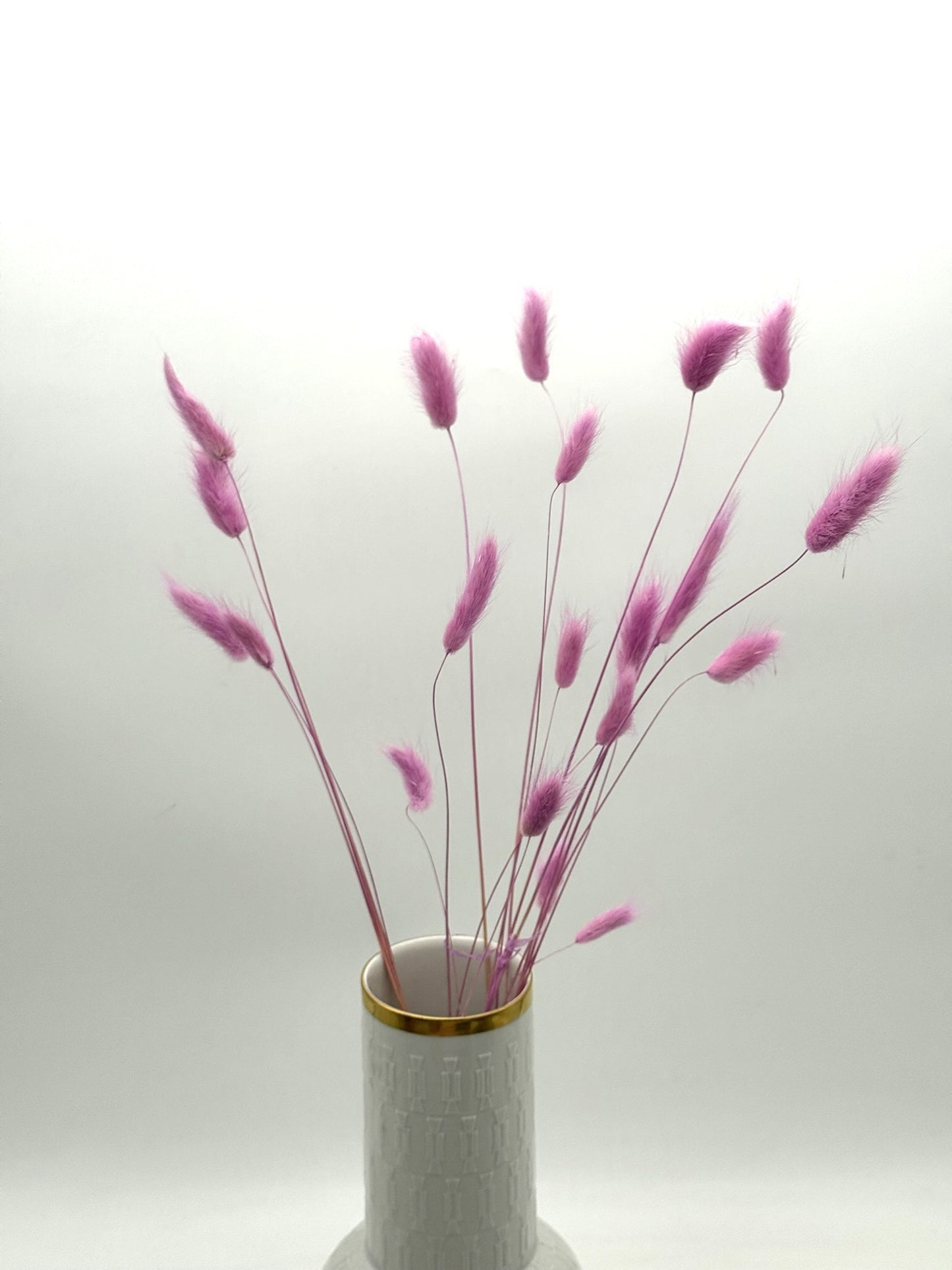 Lagurus pink amethyst