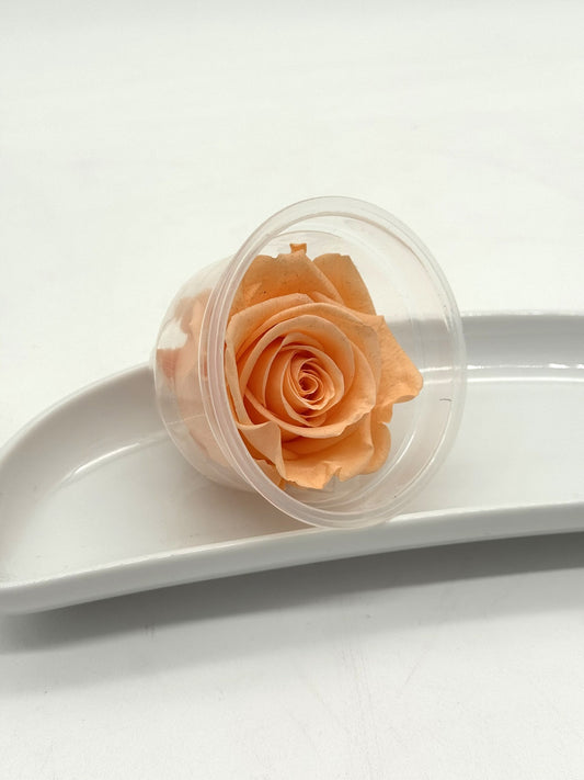 Blüte Infinity Rose apricot 1 Stück