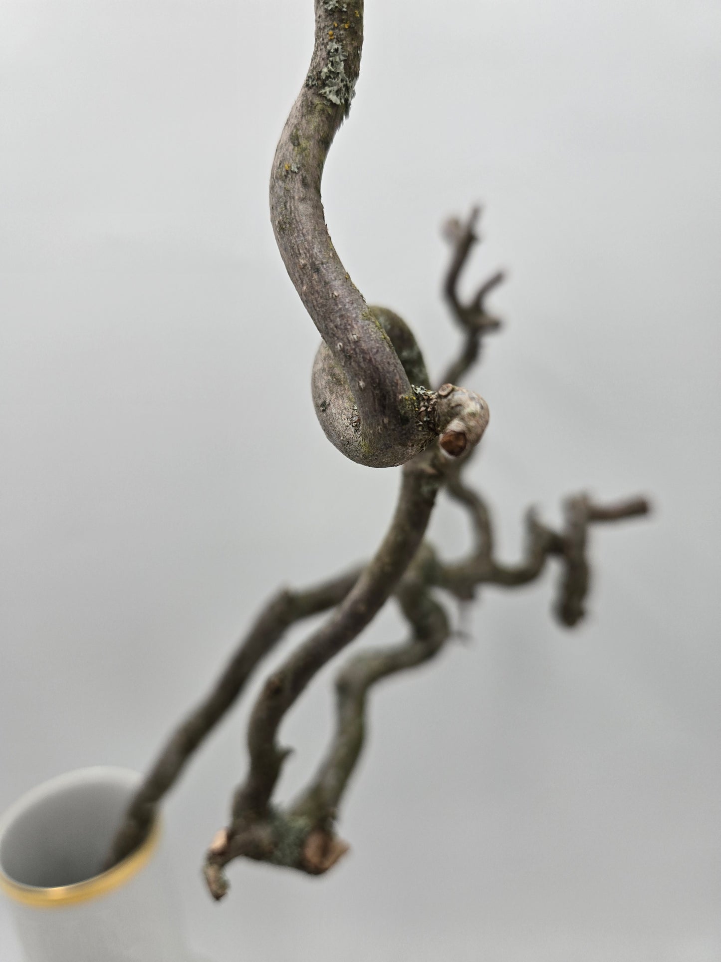 Korkenzieherweide Ast Zweig natur