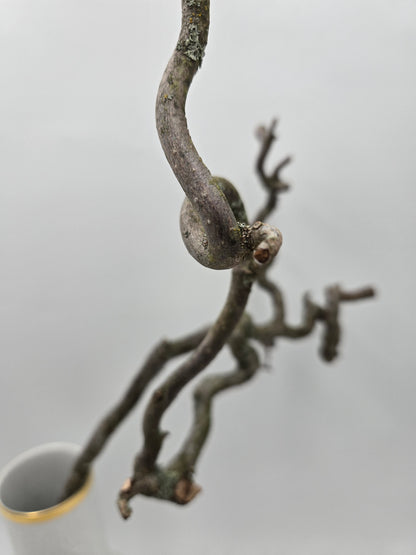 Korkenzieherweide Ast Zweig natur