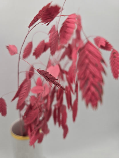 Chasmanthium Plattähren-Gras rosa