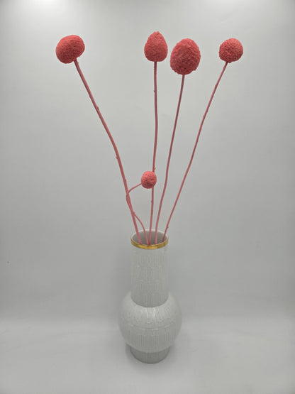 Craspedia rosa 5er